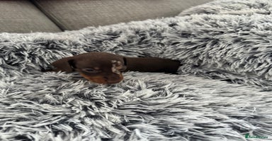 Miniature Dachshund dogs - Advert 3