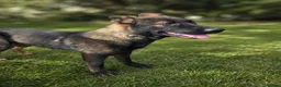 German Shepherd dogs for sale: EXCEPTIONAL IMPORT GERMAN SHEPHERD CZECH MALE 🇨🇿 - Advert 6