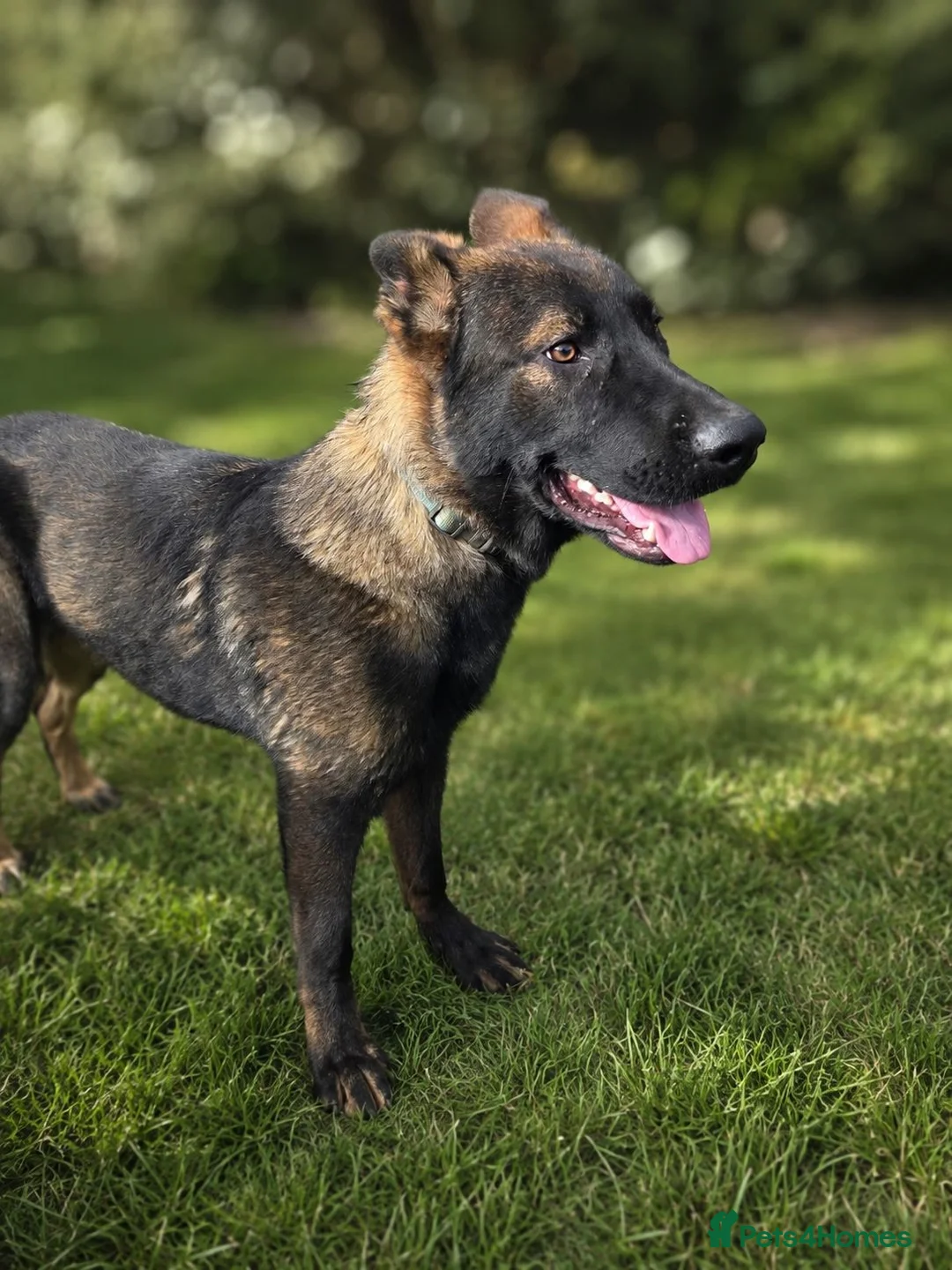 German Shepherd dogs for sale: EXCEPTIONAL IMPORT GERMAN SHEPHERD CZECH MALE 🇨🇿 - Advert 6