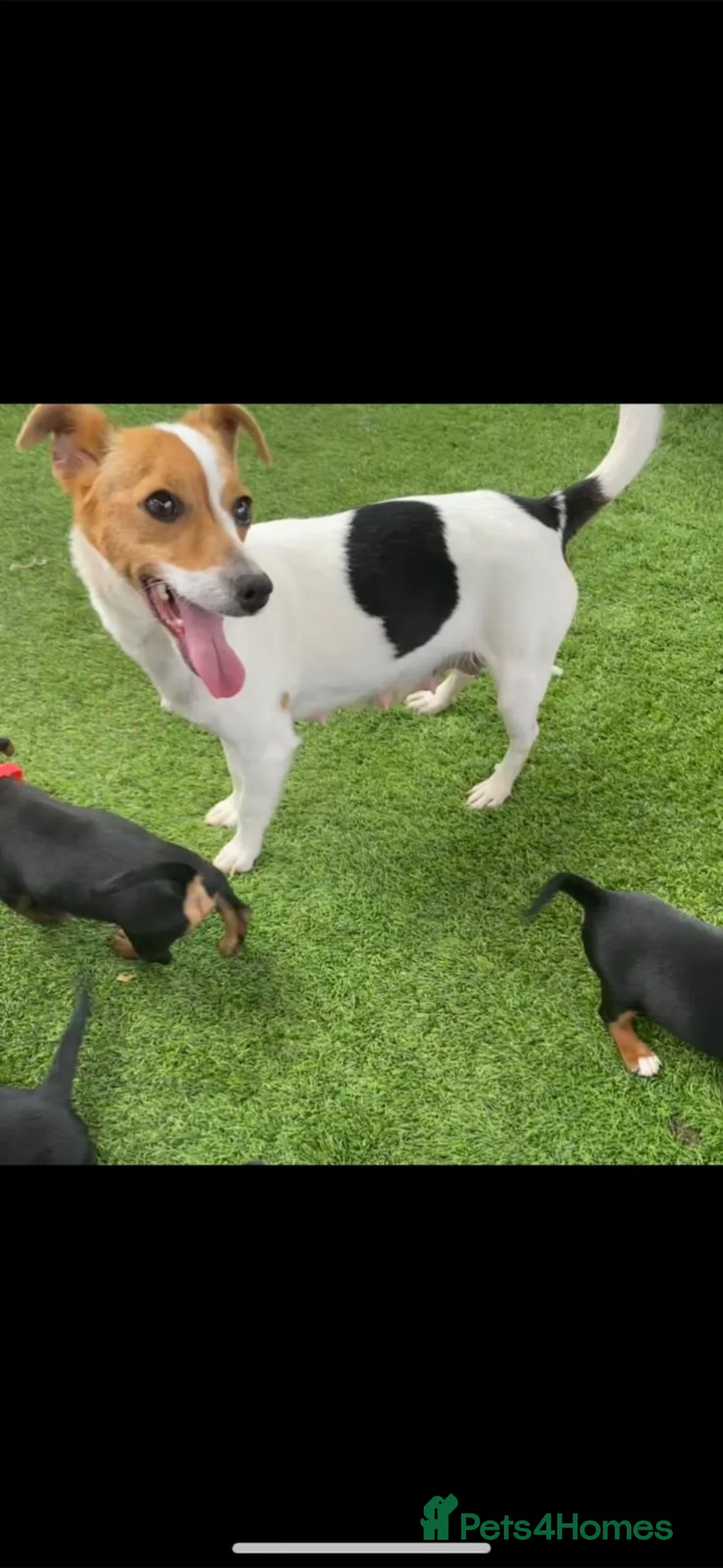 Jackshund dogs for sale: Jackrussel x dachshund puppies  - Advert 9