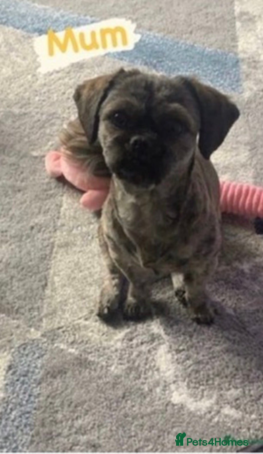 Mixed Breed dogs for sale: Beautiful Shih Tzu X Maltese pups  - Advert 9