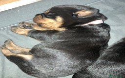 Rottweiler dogs for sale: Rottweiler  - Advert 32