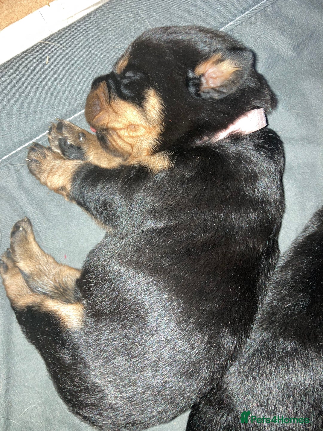 Rottweiler dogs for sale: Rottweiler  - Advert 32