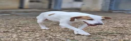 Mixed Breed dogs for adoption: Oscar is ready for his forever sofa! in Dawlish - Advert 6