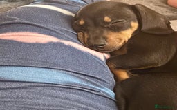 Miniature Dachshund dogs for sale: Gorgeous mini dachshunds ready to leave now - Image 3