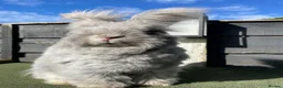 Angora rabbits for sale: Beautiful Full Faced English Angoras - Advert 7