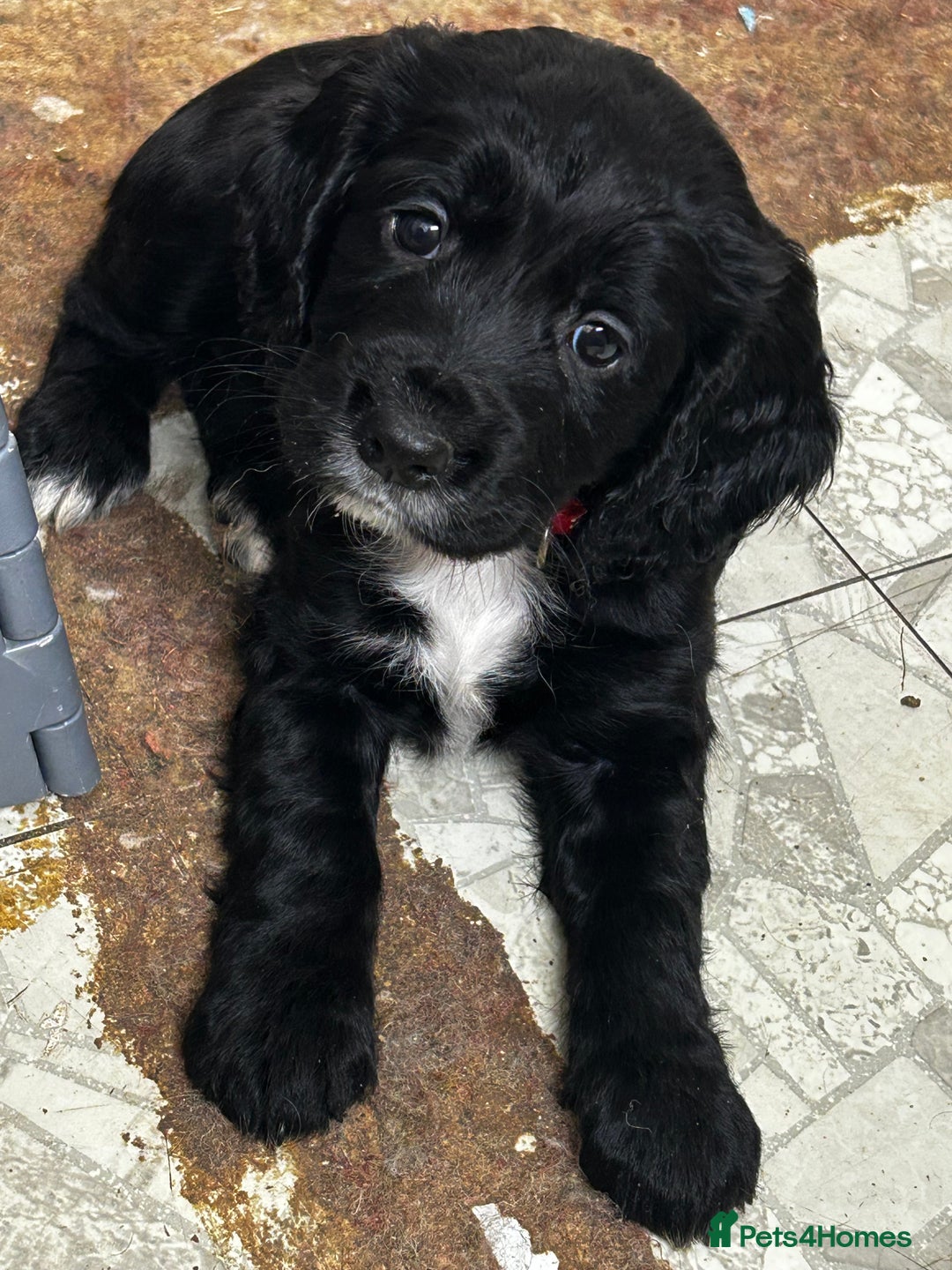 Cocker Spaniel dogs for sale: ✨ Cuddles Await from our Cocker Spaniel Pups  - Advert 7