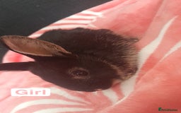 Mixed Breed rabbits for sale: 5 weeks old bunnies ready to go in October 14 - Image 4
