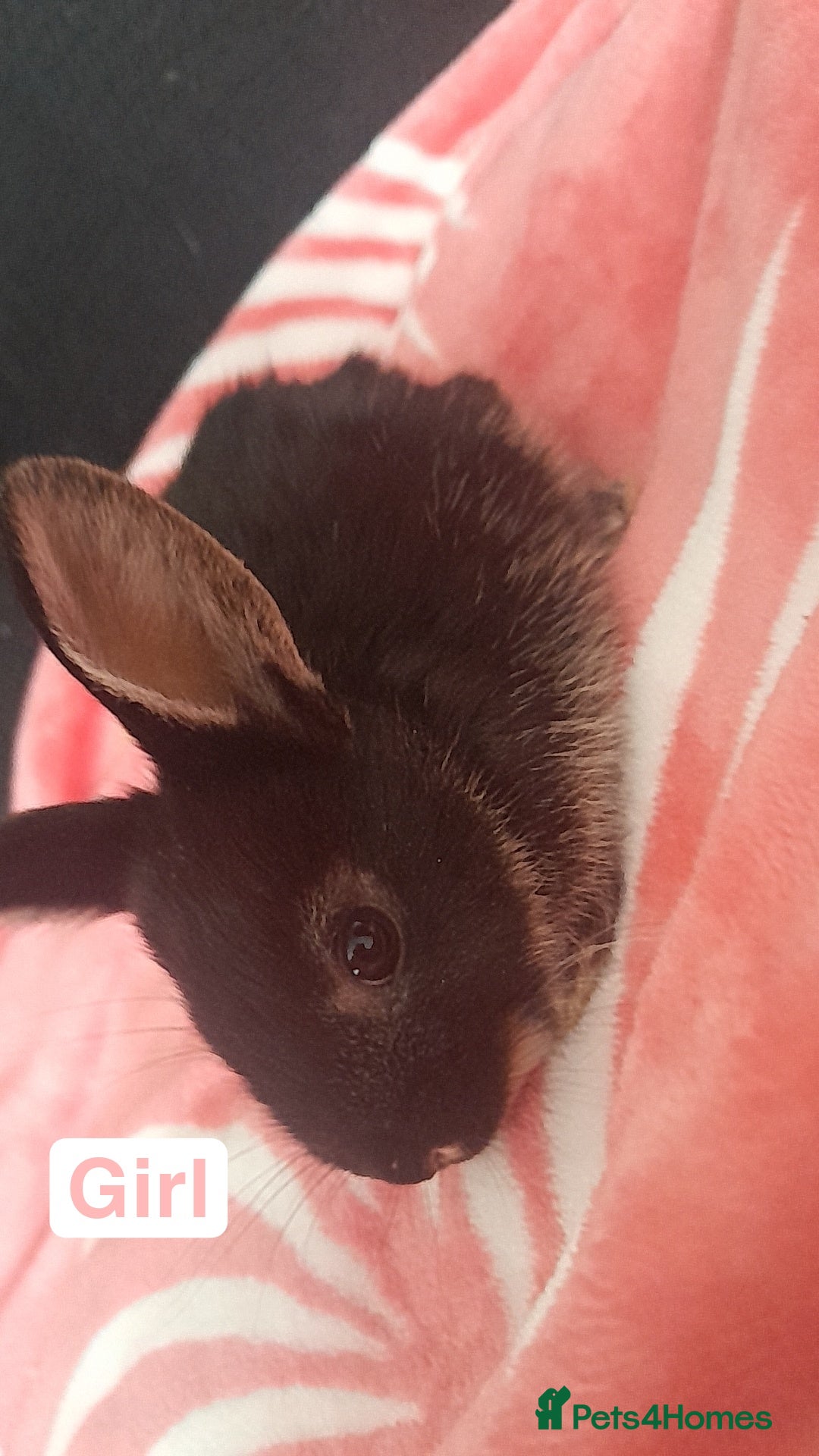 Mixed Breed rabbits for sale: 5 weeks old bunnies ready to go in October 14 - Image 4