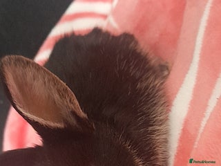 Mixed Breed rabbits - Advert 11