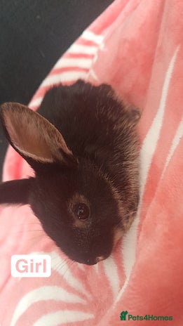 Mixed Breed rabbits - Advert 2