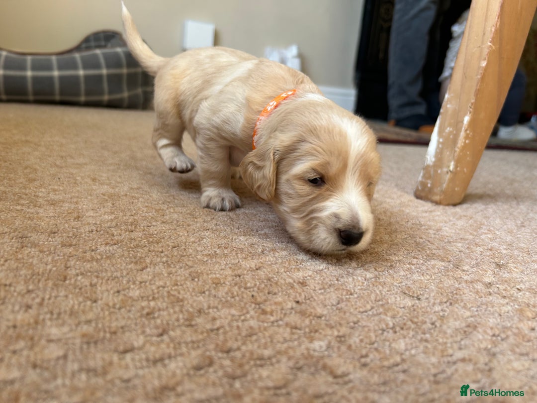 Cocker Spaniel dogs for sale: Working Cocker Spaniel Puppies  - Image 10
