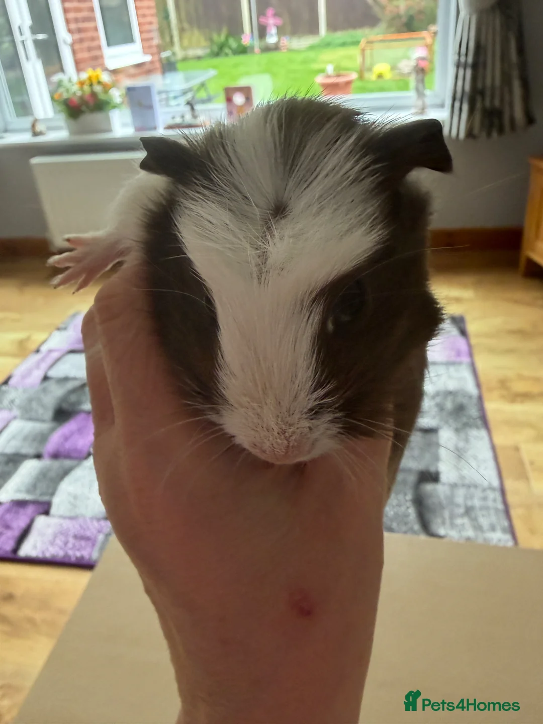 Guinea Pig rodents for sale: Brown & White Crested Guinea Pig (9 weeks Old) - Advert 2