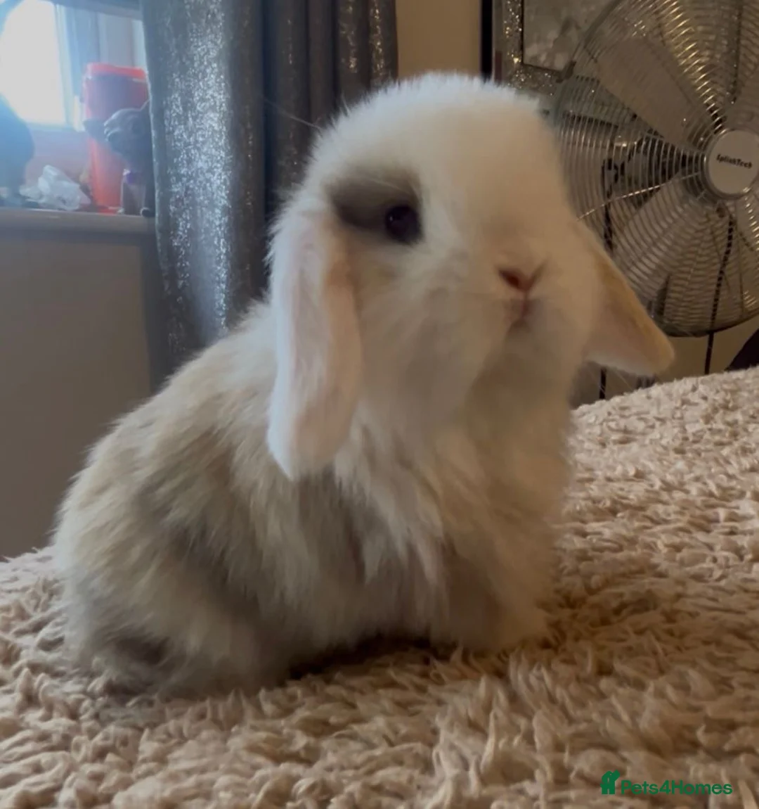 Mini Lop rabbits for sale: PEDIGREE MINI LOP BABIES READY TO RESERVE  - Advert 3