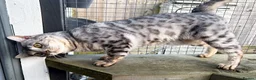 Bengal cats for sale: Elite Silver Rosetted Bengal Boy - Advert 10