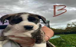 Mixed Breed dogs for sale: Staffy x Australian Kelpie  - Image 8