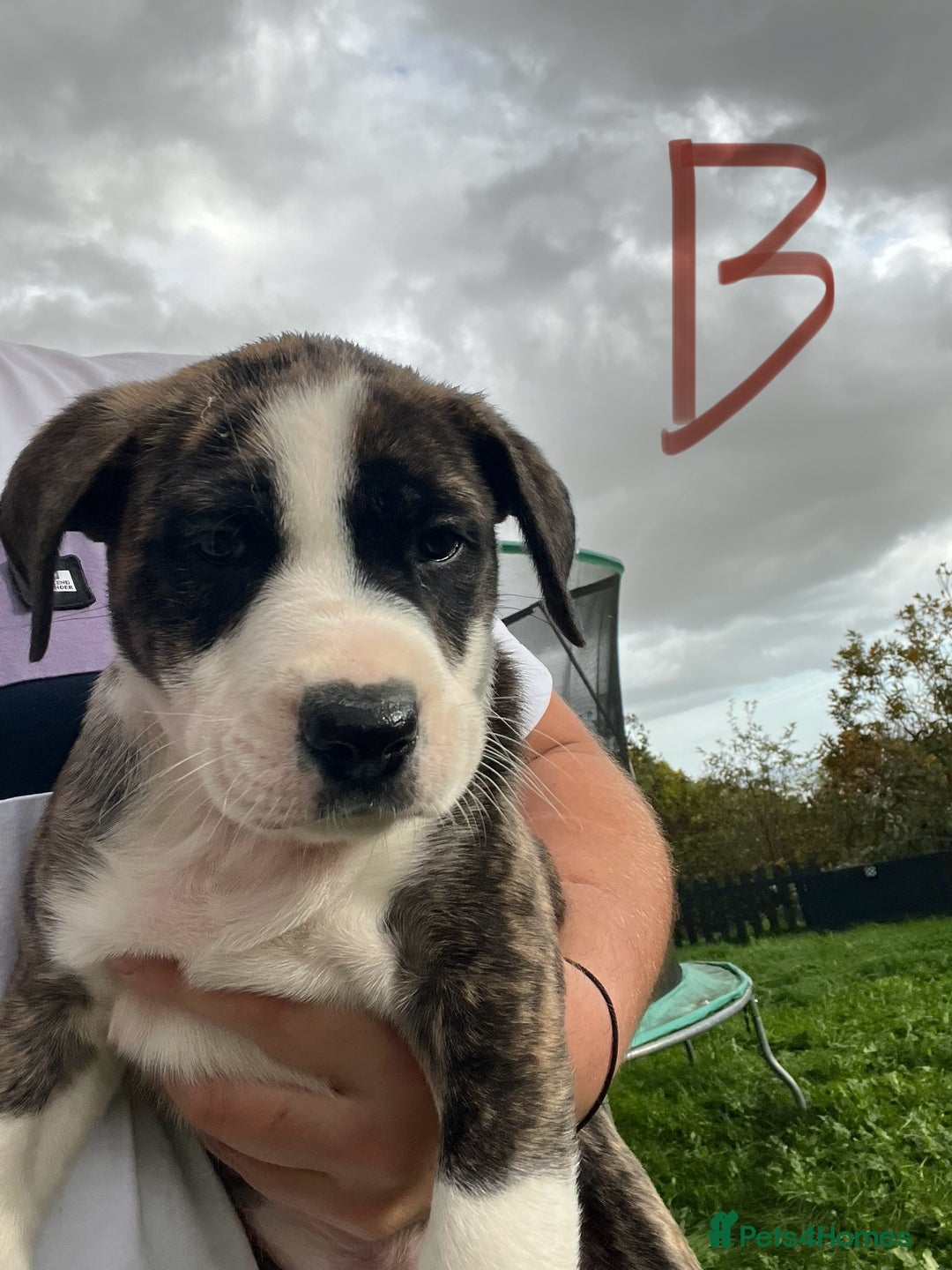 Mixed Breed dogs for sale: Staffy x Australian Kelpie  - Image 8