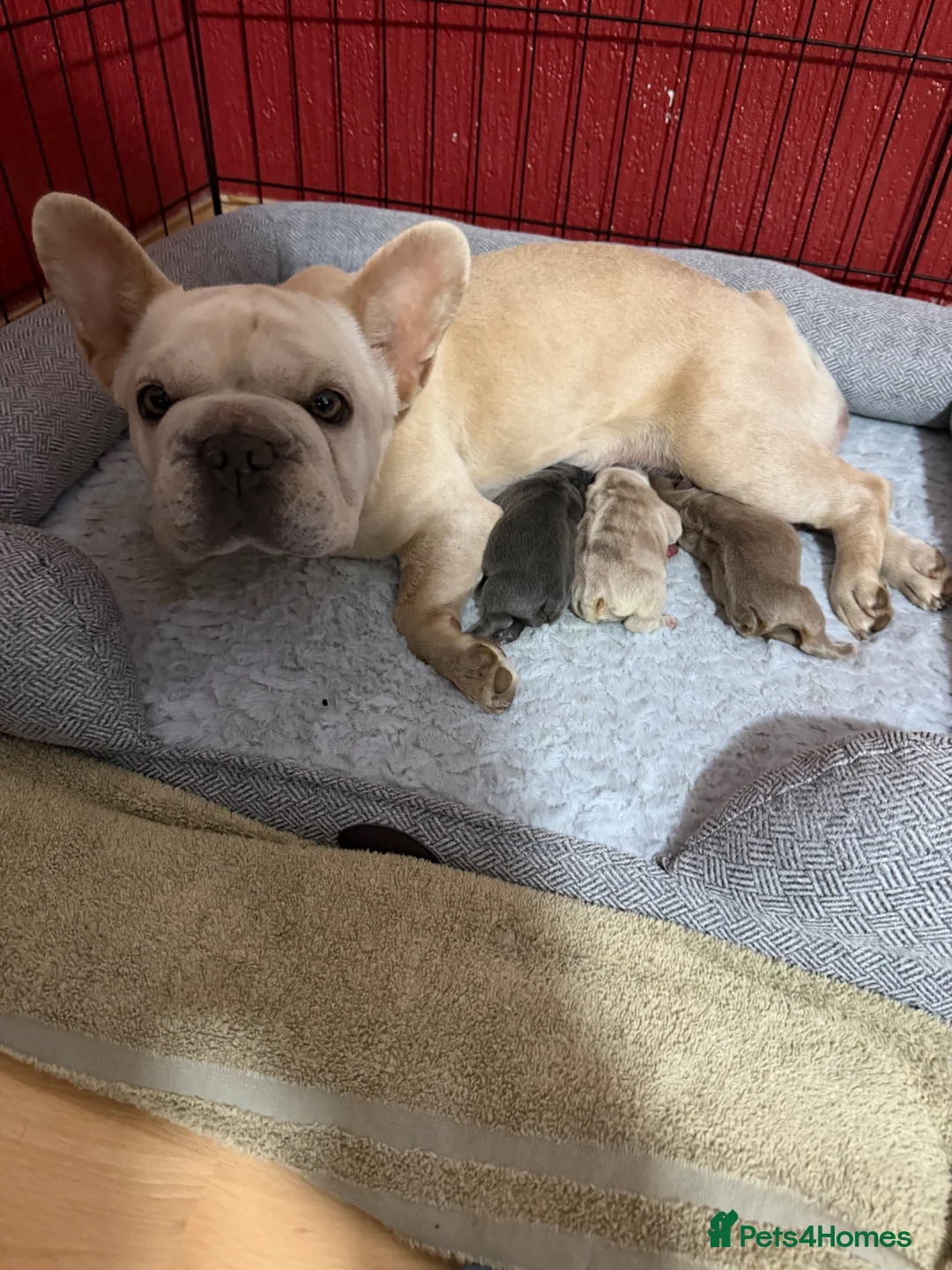 French Bulldog dogs for stud: Proven blue merle frenchie stud  in Dagenham - Advert 10