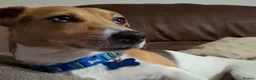Jack Russell dogs for stud: Stunning proven Jack Russell Stud available  - Advert 1