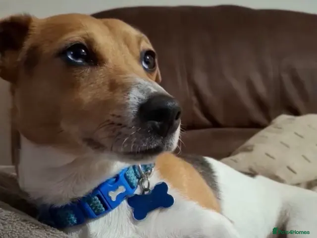 Jack Russell dogs Stunning proven Jack Russell Stud available - Advert 1