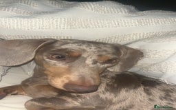 Dachshund dogs for sale: Fluffy Dachshund puppy  - Image 5
