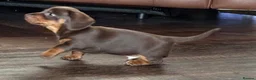 Miniature Dachshund dogs for sale: **Offers** Miniature Dachshund KC registered  - Advert 12