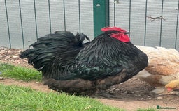 Chickens poultry for sale: Cockeral - Cochin breed  in Worksop - Image 1