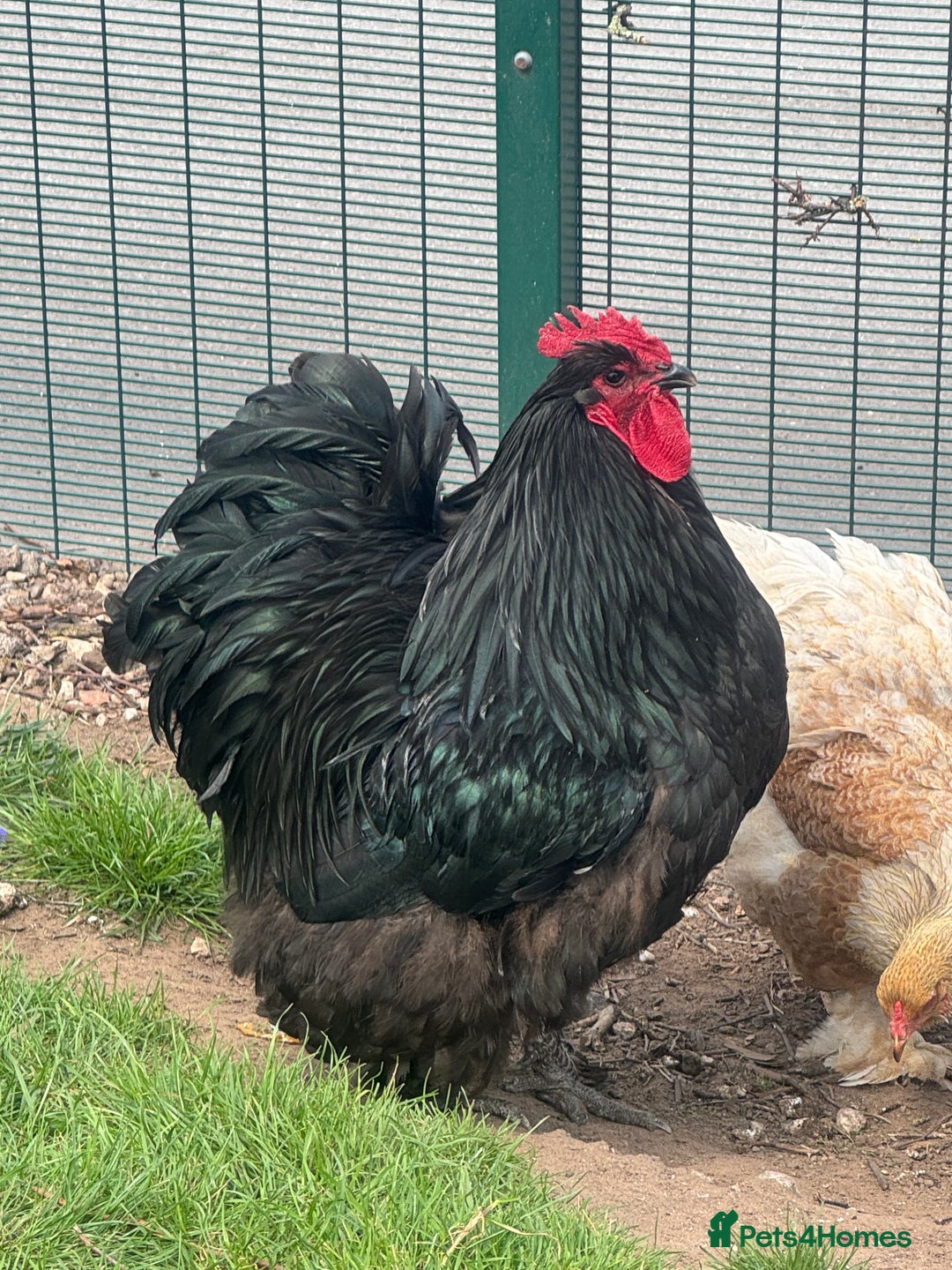 Chickens poultry for sale: Cockeral - Cochin breed  in Worksop - Image 1