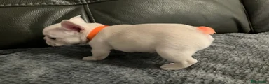 French Bulldog Puppy 5 - Orange