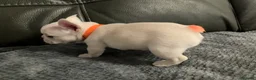 French Bulldog dogs for sale: Ready - Lilac Platinum - Fluffy Carriers - Advert 32