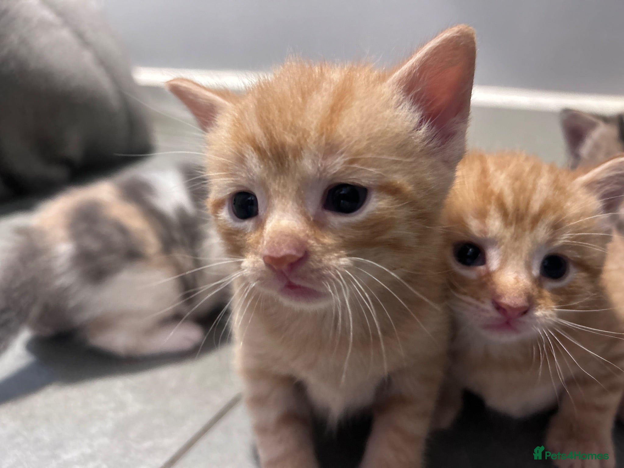 Mixed Breed cats Beautiful mixed litter for sale  - Advert 6
