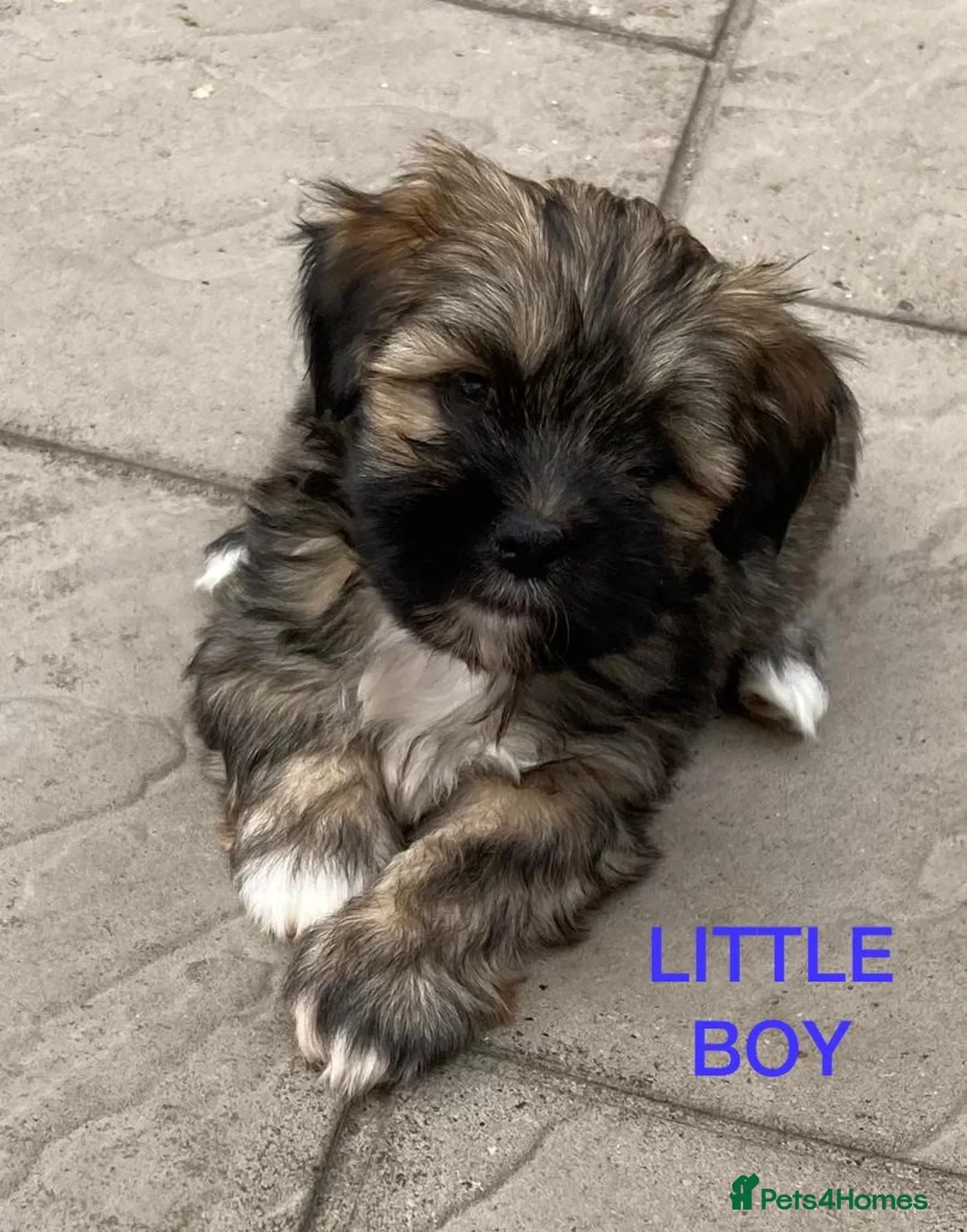 Gallery Image {{count}}