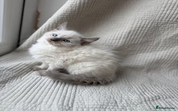 Ragdoll cats for sale: Adorable Pedigree Ragdoll Kittens Available 🐾 - Image 8