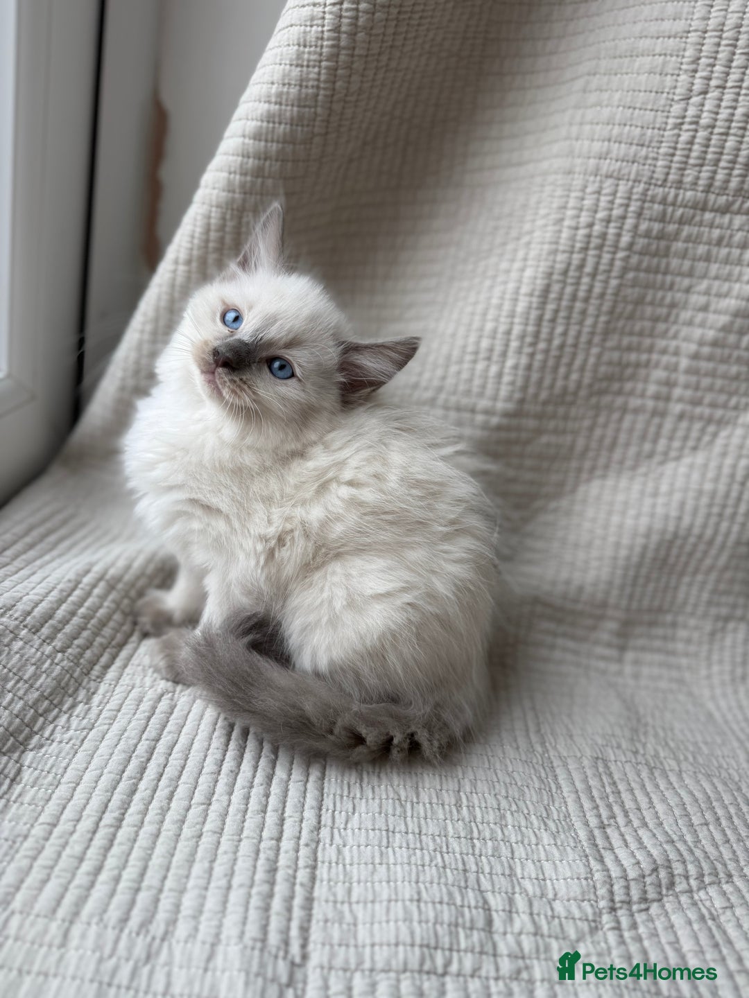 Ragdoll cats for sale: Adorable Pedigree Ragdoll Kittens Available 🐾 - Image 8