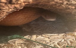Snake reptiles for sale: Collection of snakes - Image 20