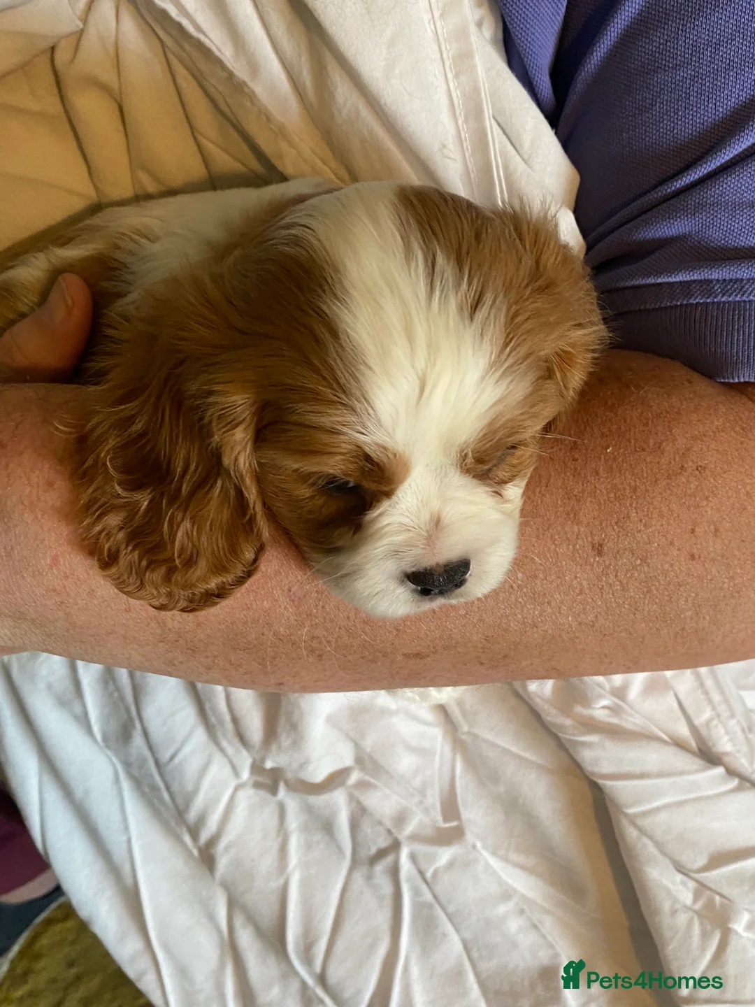 Cavalier King Charles Spaniel dogs for sale: Beautiful Cavalier King Charles Spaniel puppies - Advert 1