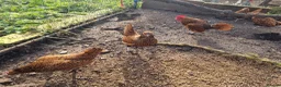 Chickens poultry for sale: 6 x Gold Sebright Hatching Eggs - Advert 4