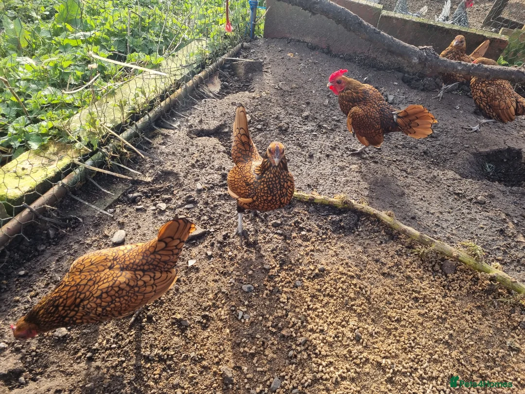 Chickens poultry for sale: 6 x Gold Sebright Hatching Eggs - Advert 4