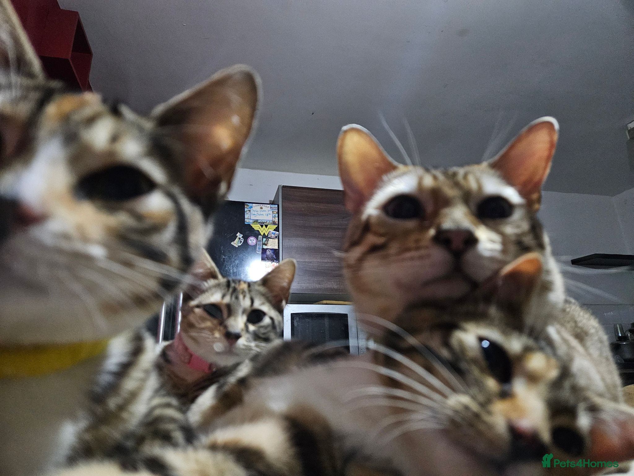 Mixed Breed cats Mixed bengal girls - Advert 6