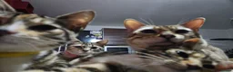 Mixed Breed cats for sale: Mixed bengal girls - Advert 1