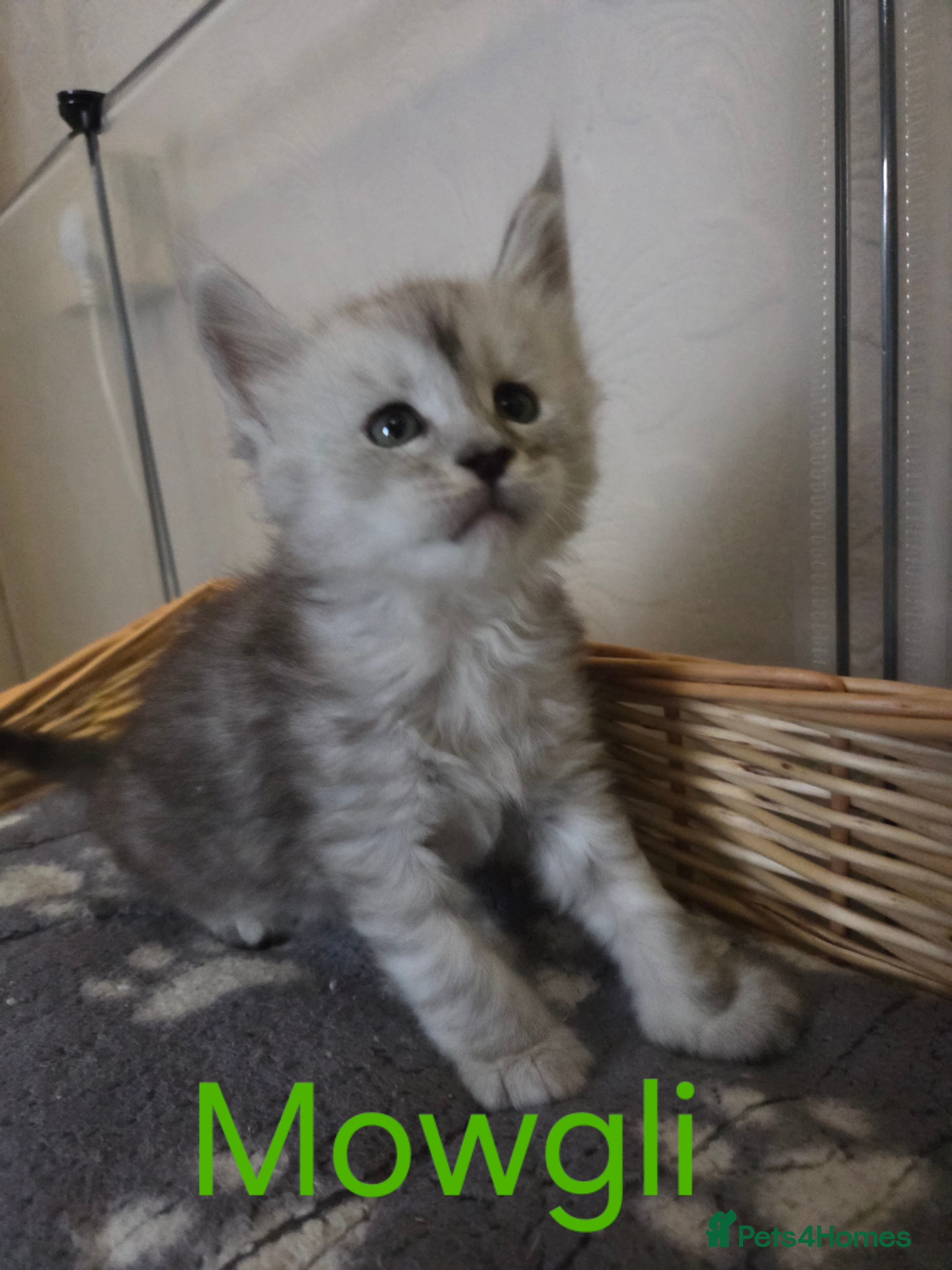 Maine Coon cats Mainecoons  - Advert 4