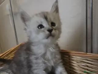 Maine Coon cats Mainecoons - Advert 4