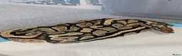 Mixed Breed reptiles for sale: Various snakes and reptiles looking for good homes - Advert 5