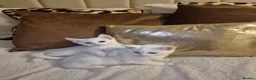 Turkish Angora cats for sale: ✨️🌸Stunning Turkish Angora Females✨️🌸 - Advert 14