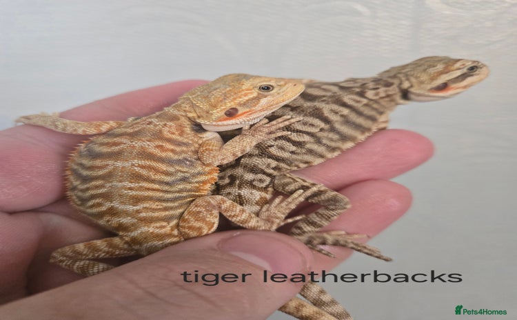 Bearded Dragon reptiles - Advert 1