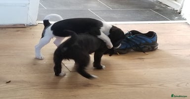 Jackapoo dogs - Advert 1