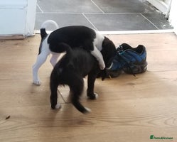 Jackapoo dogs - Advert 1