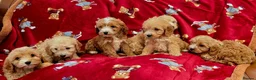 Cockapoo dogs for sale: ⚜️Pure Quality Cockapoos ⚜️ - Advert 25
