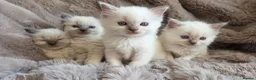 Ragdoll cats for sale: 🏆GCCF REG. EXTENSIVELY TESTED RAGDOLL KITTENS 🌟 - Advert 17