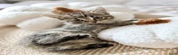 Mixed Breed cats for sale: Kittens looking for new home in Mansfield - Advert 7